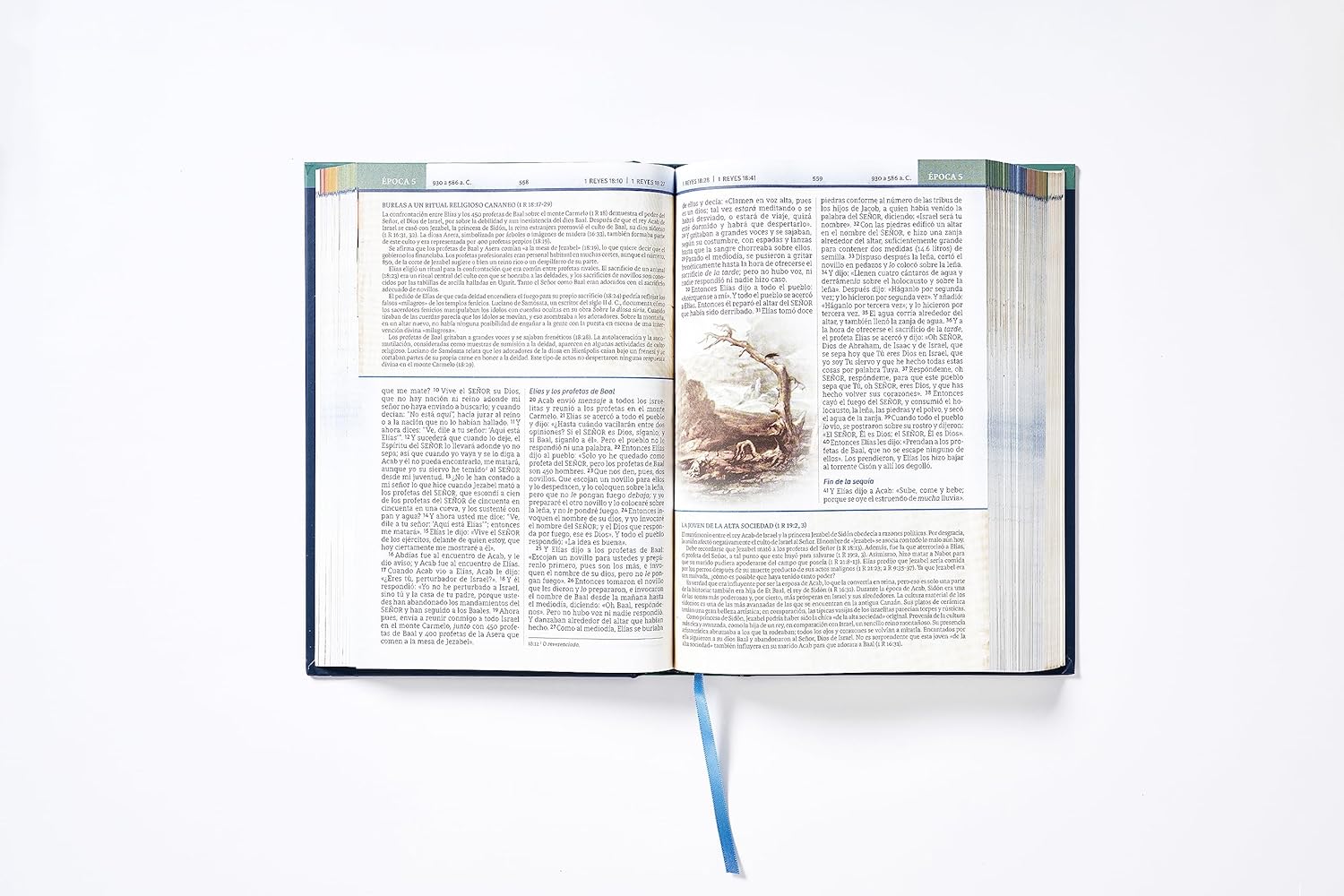 Biblia Nbla Cronológica De Estudio Tapa Dura